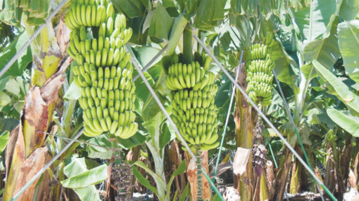 Banana Farming