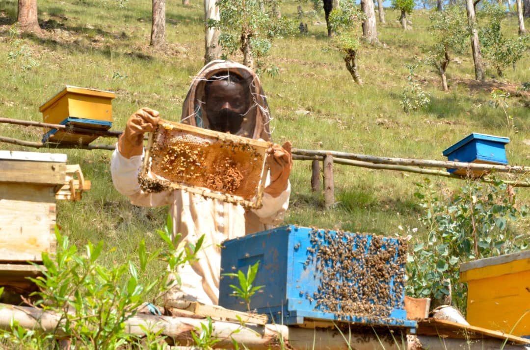 Honey Production