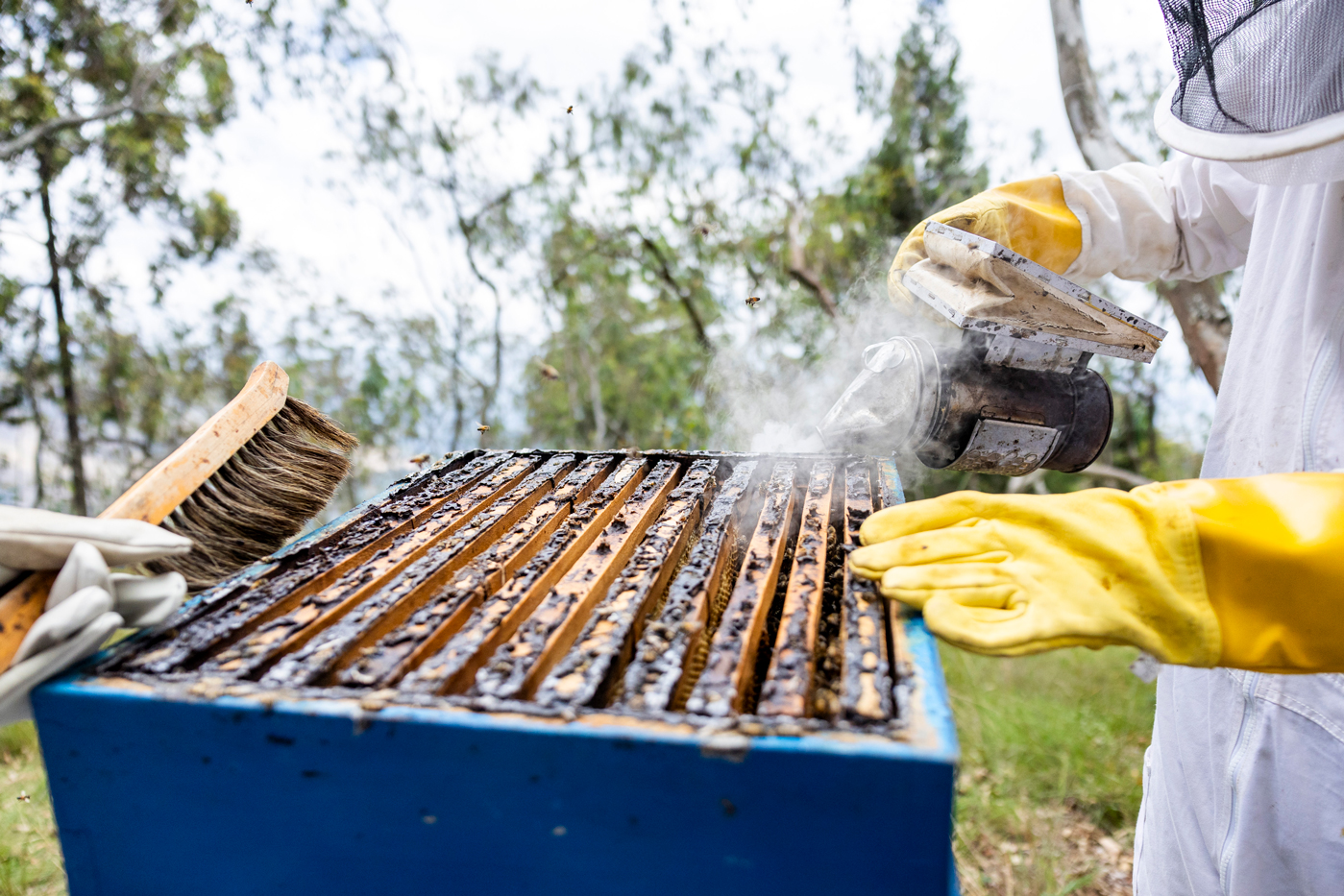Sustainable Beekeeping Practices