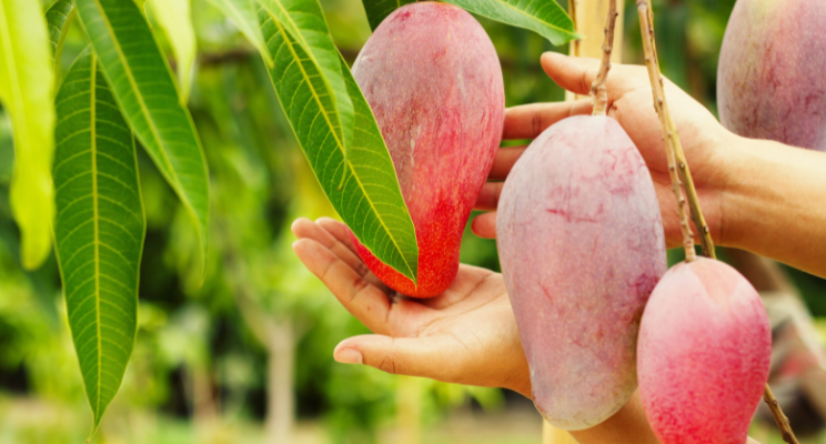 Mango Farming