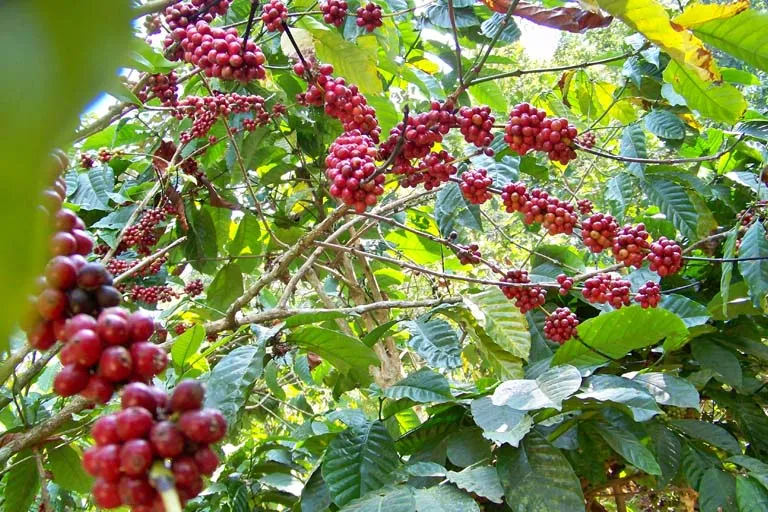 Coffee Harvest