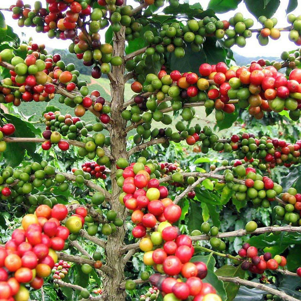 Coffee Farming