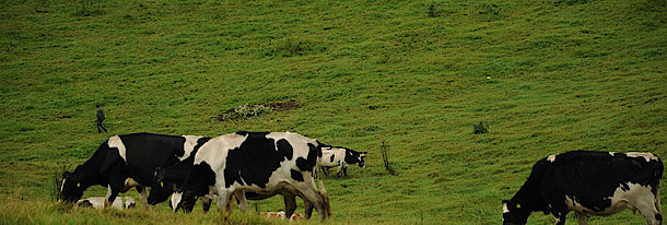 Sustainable Cow Rearing