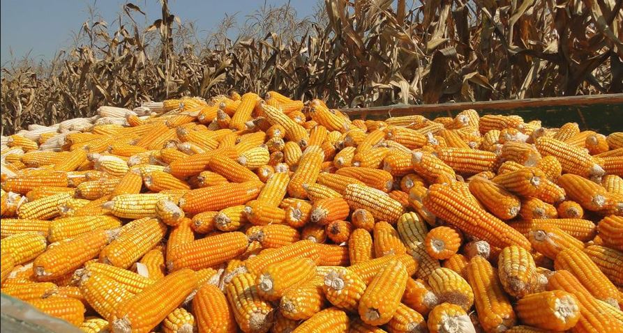 Wholesale Partnership