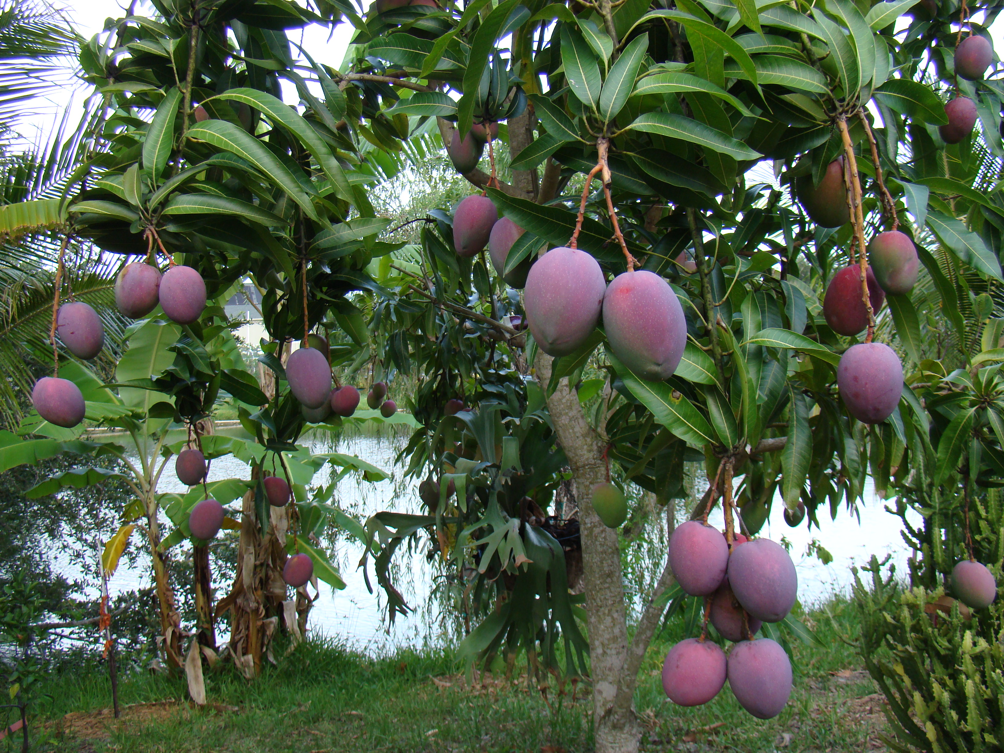 Mango Farm