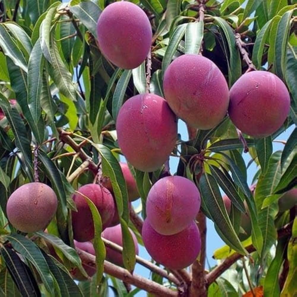 Mango Farming Practices